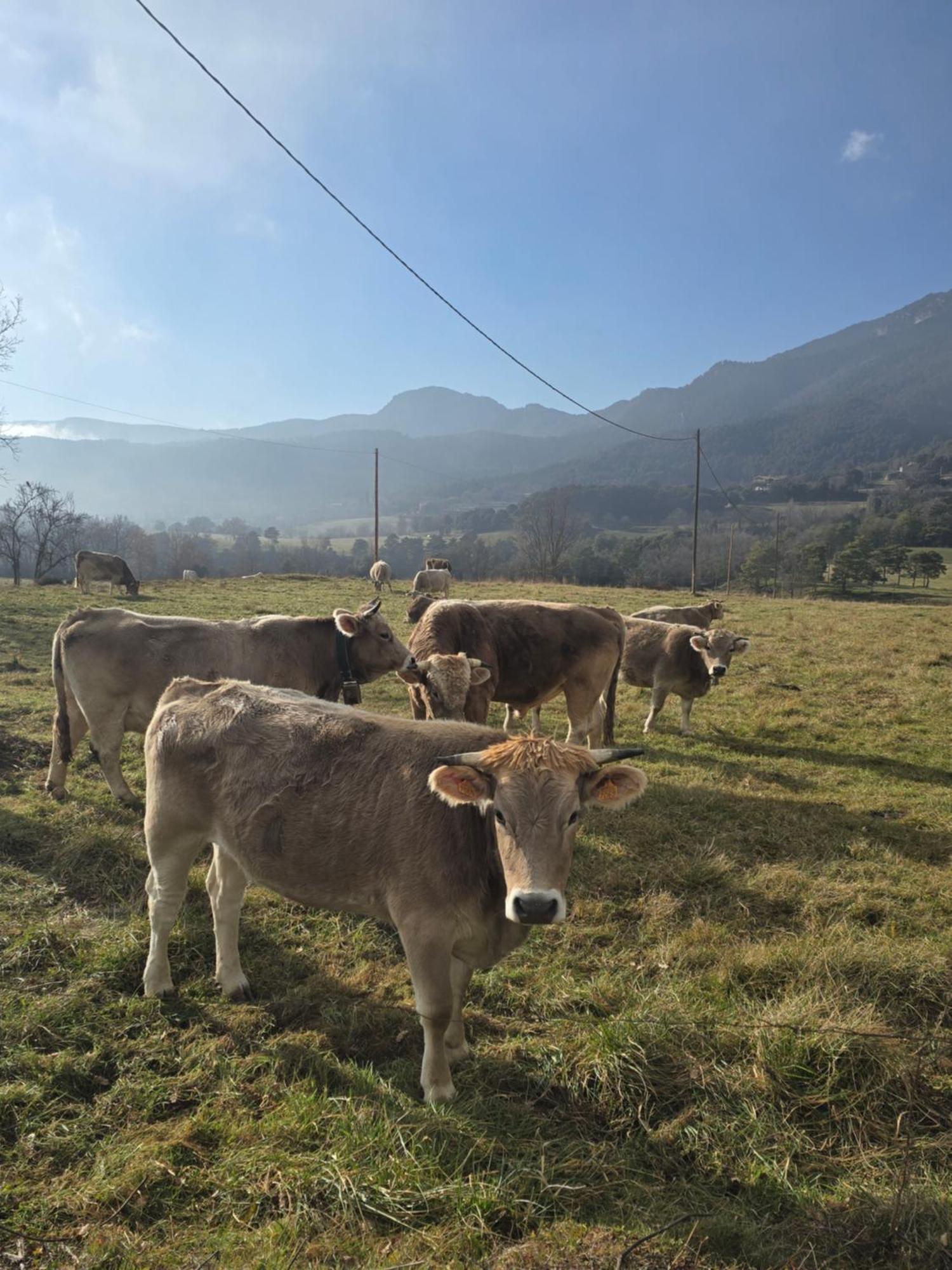 Complex Rural Can Caubet Berga Exteriér fotografie